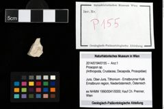 Foto (Objekt + Etikett) von Prosopon sp.  (NHMW-GEO-2014-0194-0155)